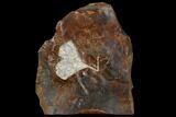 2.3" Fossil Ginkgo Leaf From North Dakota - Paleocene - #130432-1
